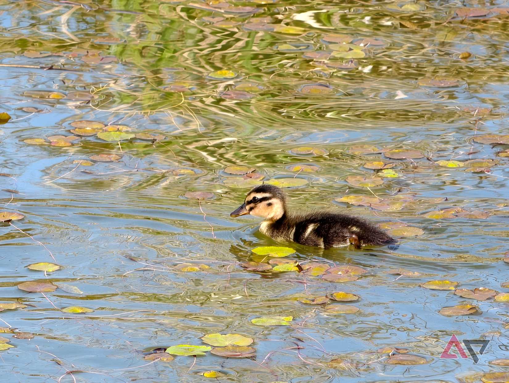 A photo taken with the Vivo X300 Ultra