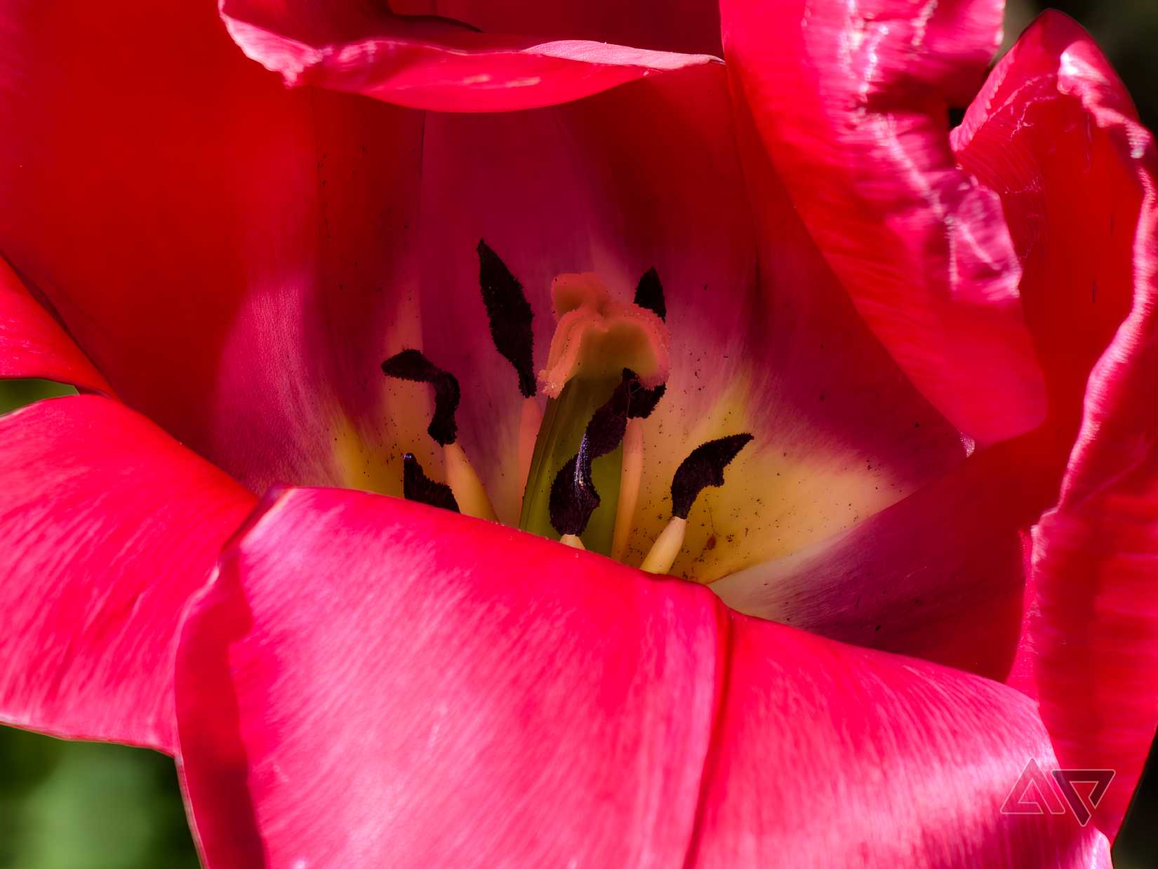 A photo taken with the Vivo X300 Ultra