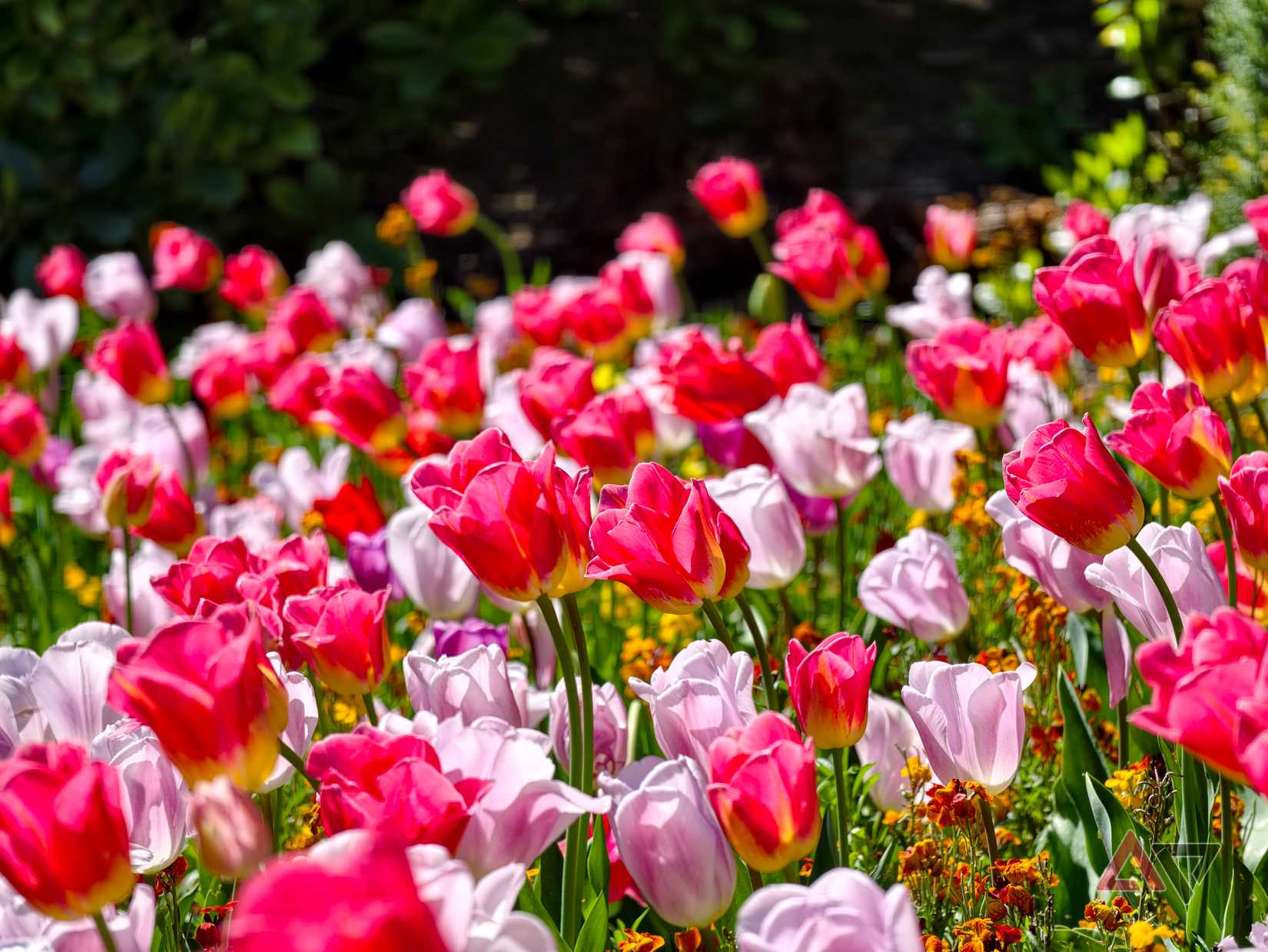 A photo taken with the Vivo X300 Ultra