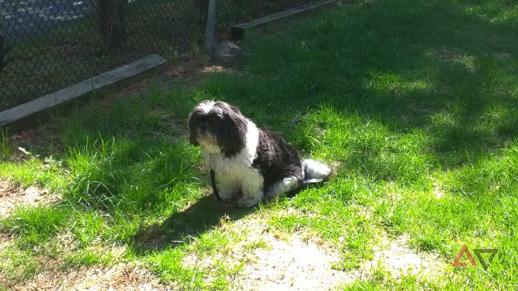 Foto do melhor Shih Tzu Harry no Lumia 1020