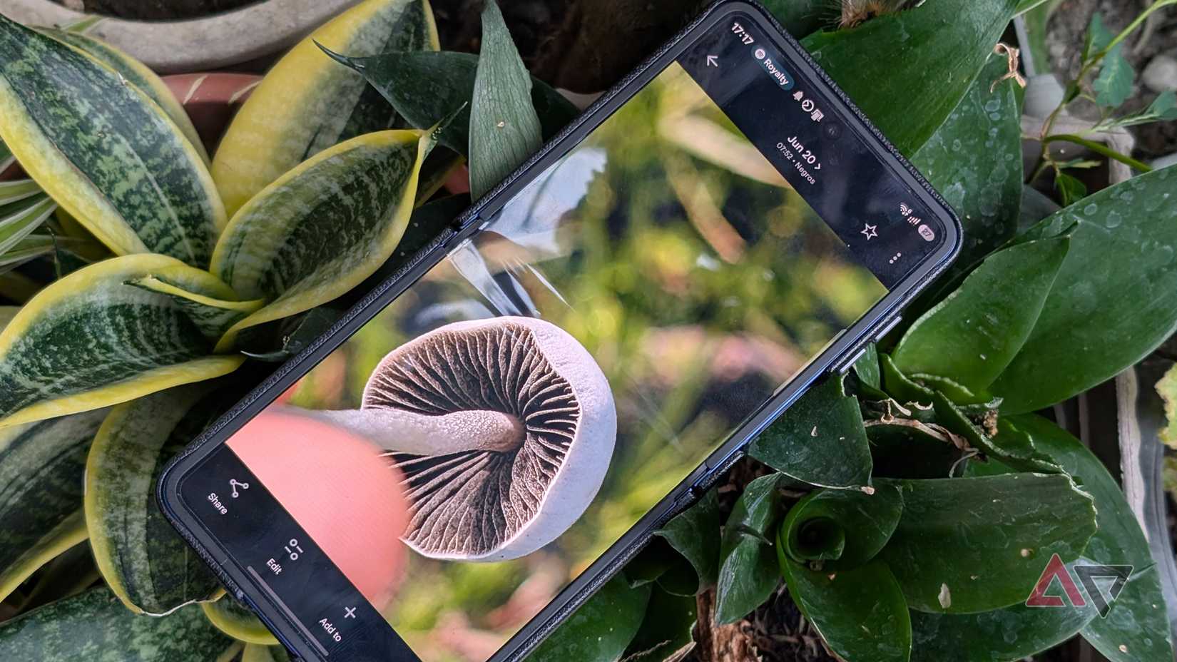 Foto de cogumelo no smartphone Samsung Galaxy Z Flip 7