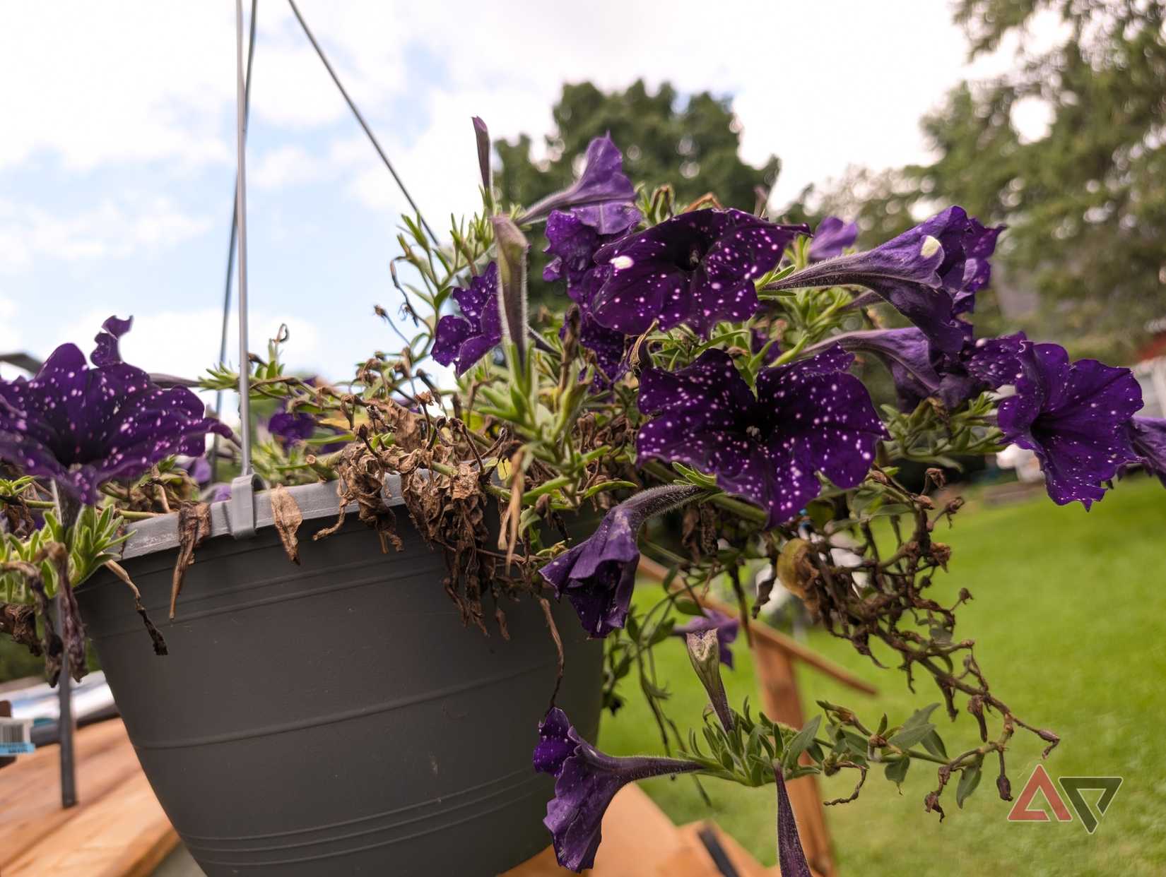 A picture of a flower pot hanging on a deck with white balance adjusted to warmer colors using pixel camera on a pixel 8