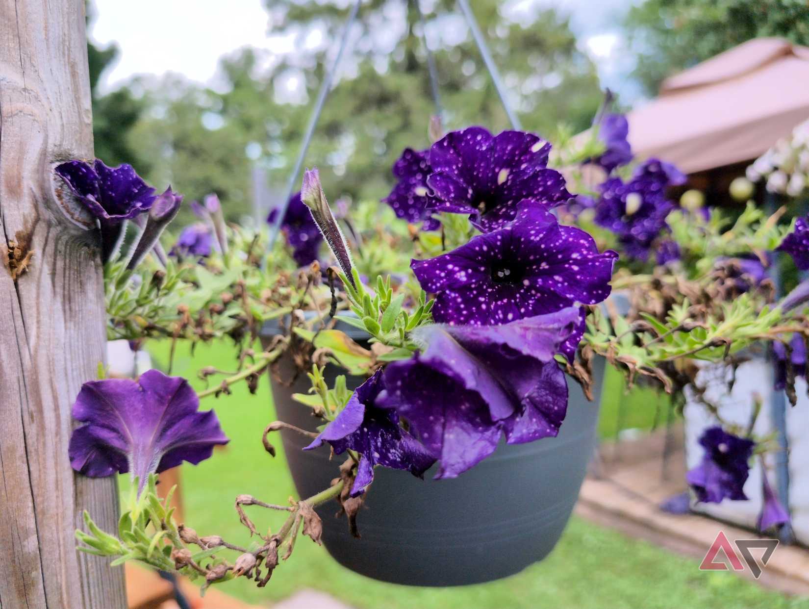 Open Camera using noise reduction shooting mode on a flower plant outside in daylight
