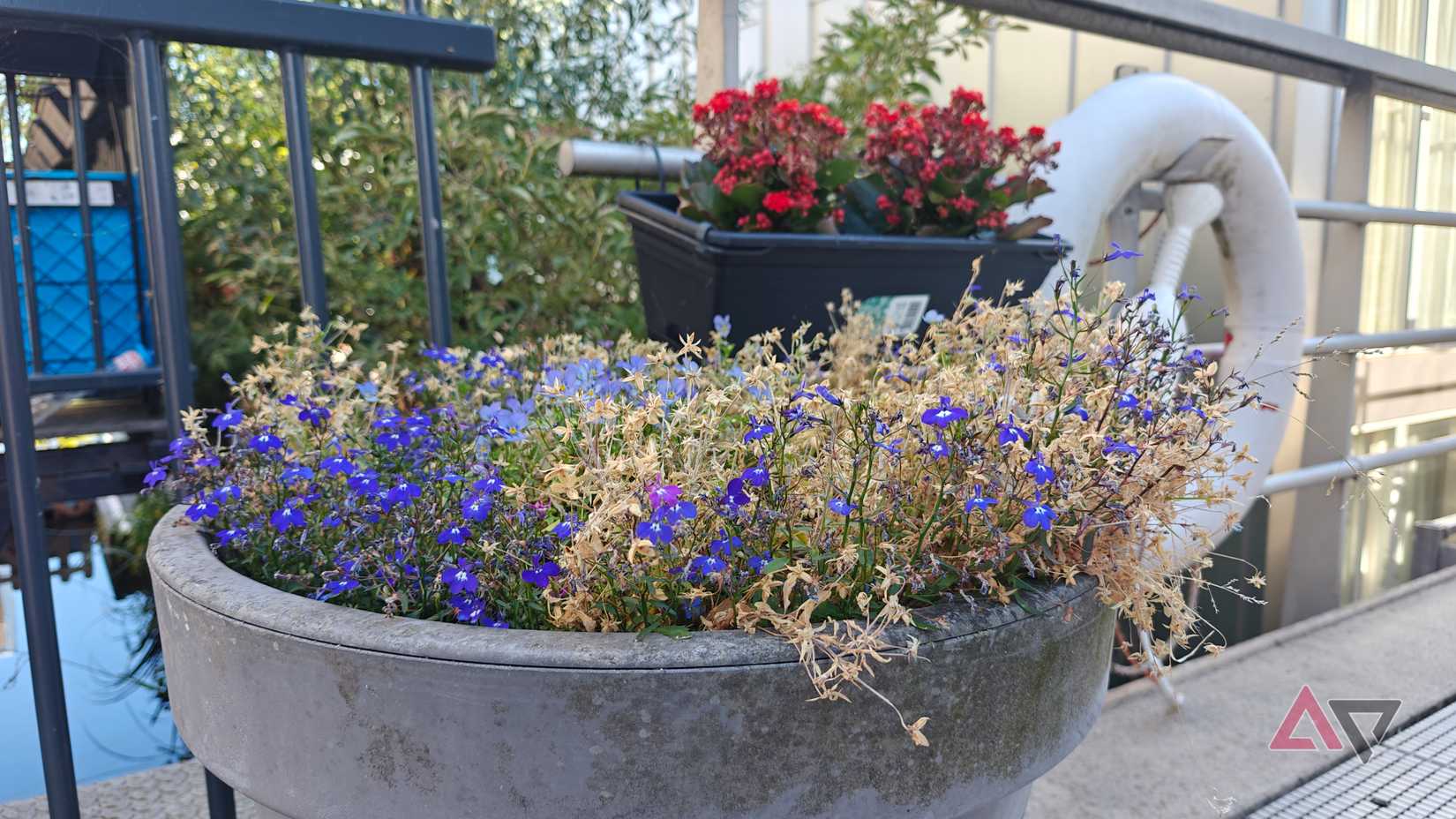 The flowers by the front door, in the spot that turned out to be too windy