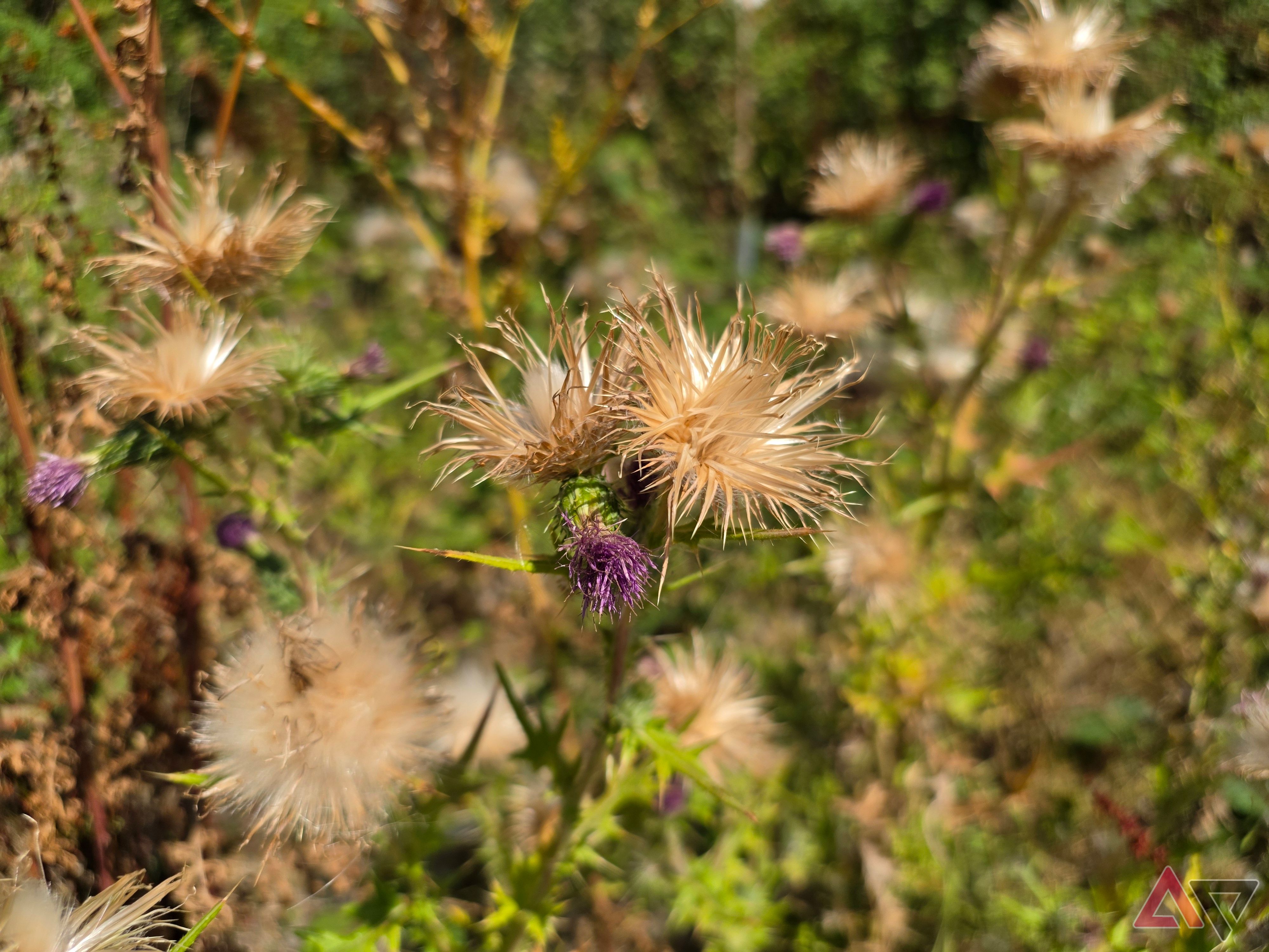 A photo taken with the Samsung Galaxy Z Fold 8 Ultra