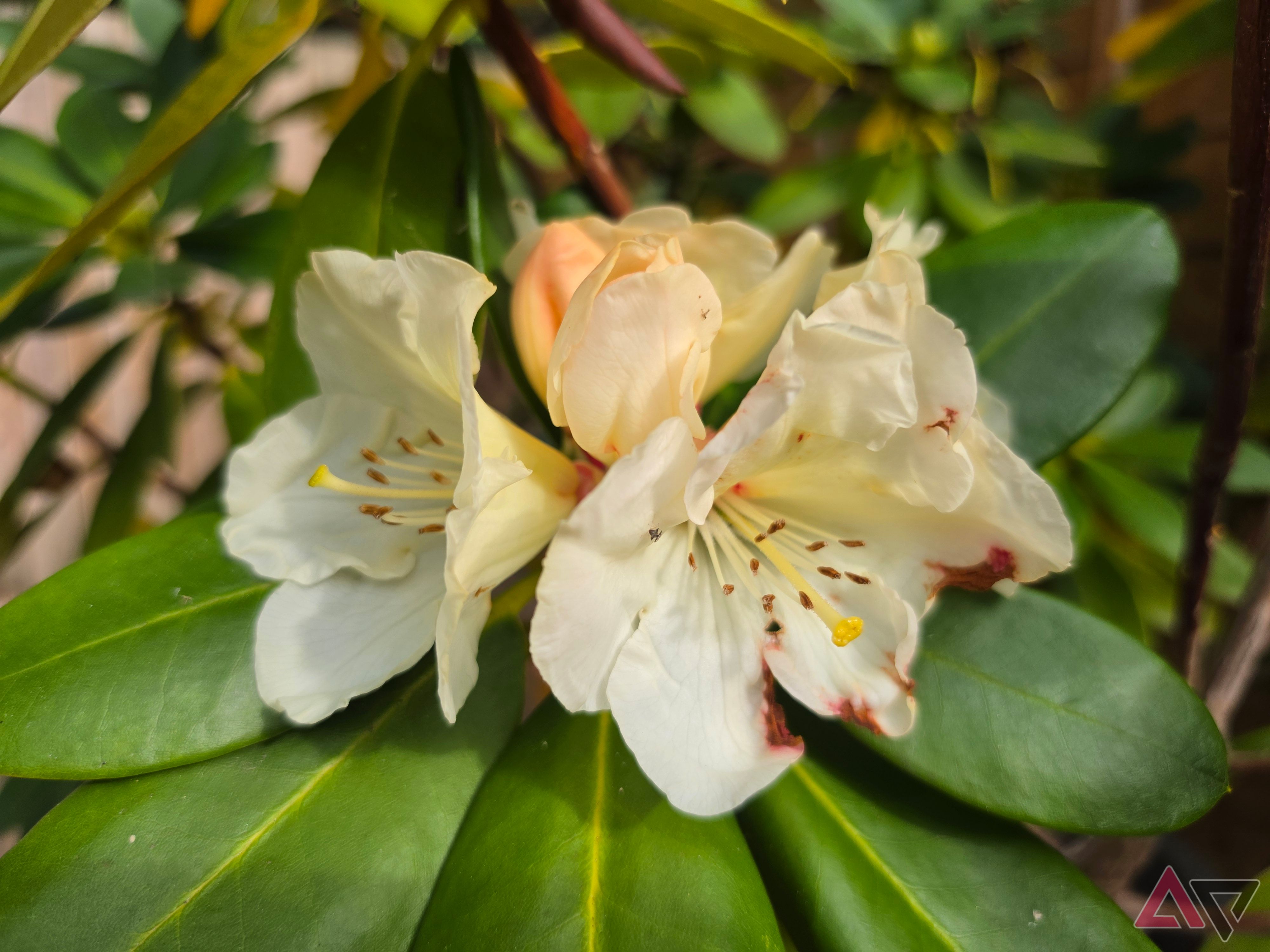 A photo taken with the Samsung Galaxy S26 Ultra