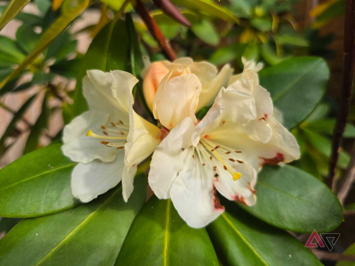 A photo taken with the Samsung Galaxy S26 Ultra