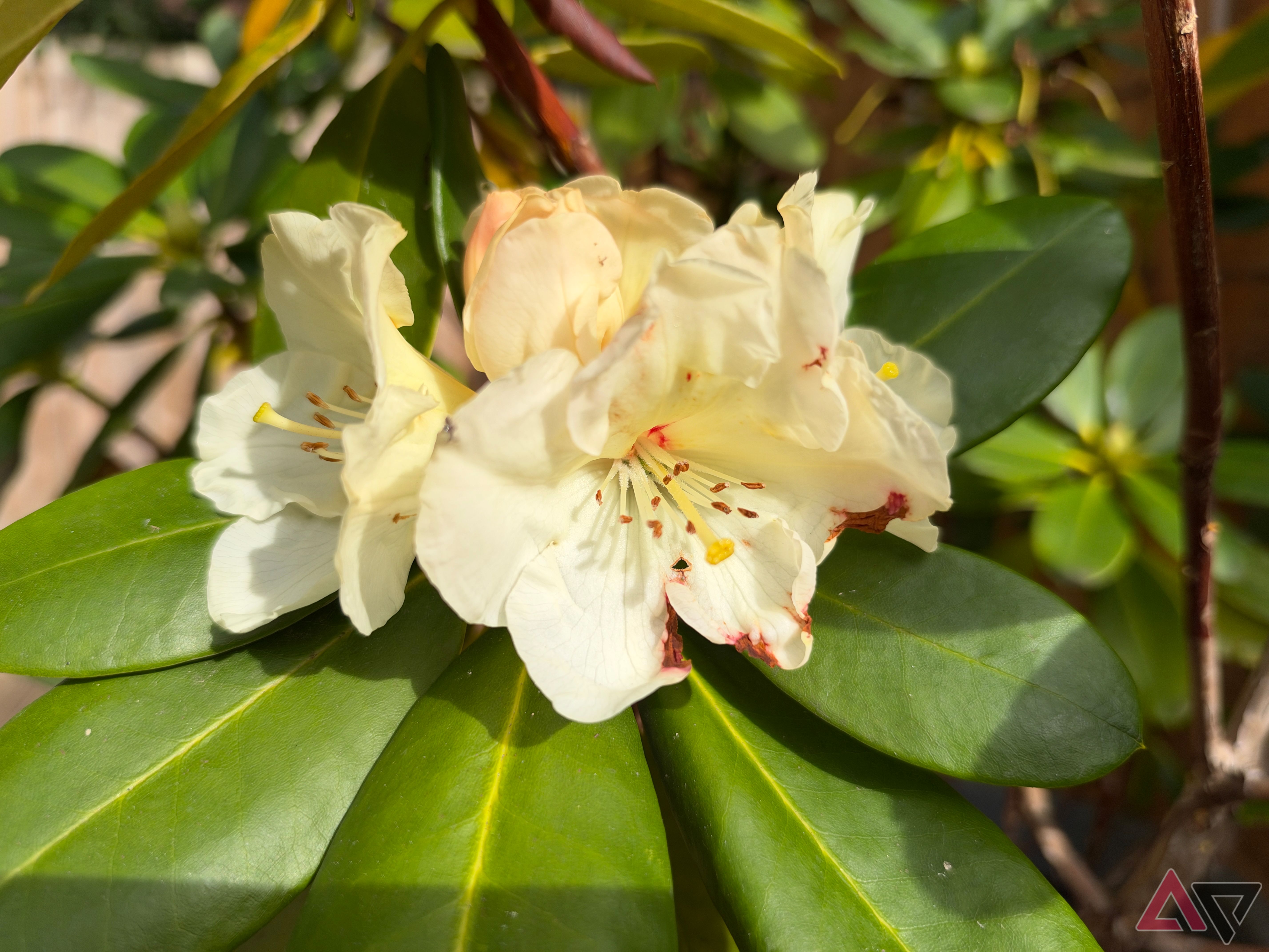 A photo taken with the Apple iPhone 18 Pro Max