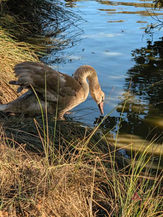 camera-sample-pixel-11-pro-xl-duck-vanilla