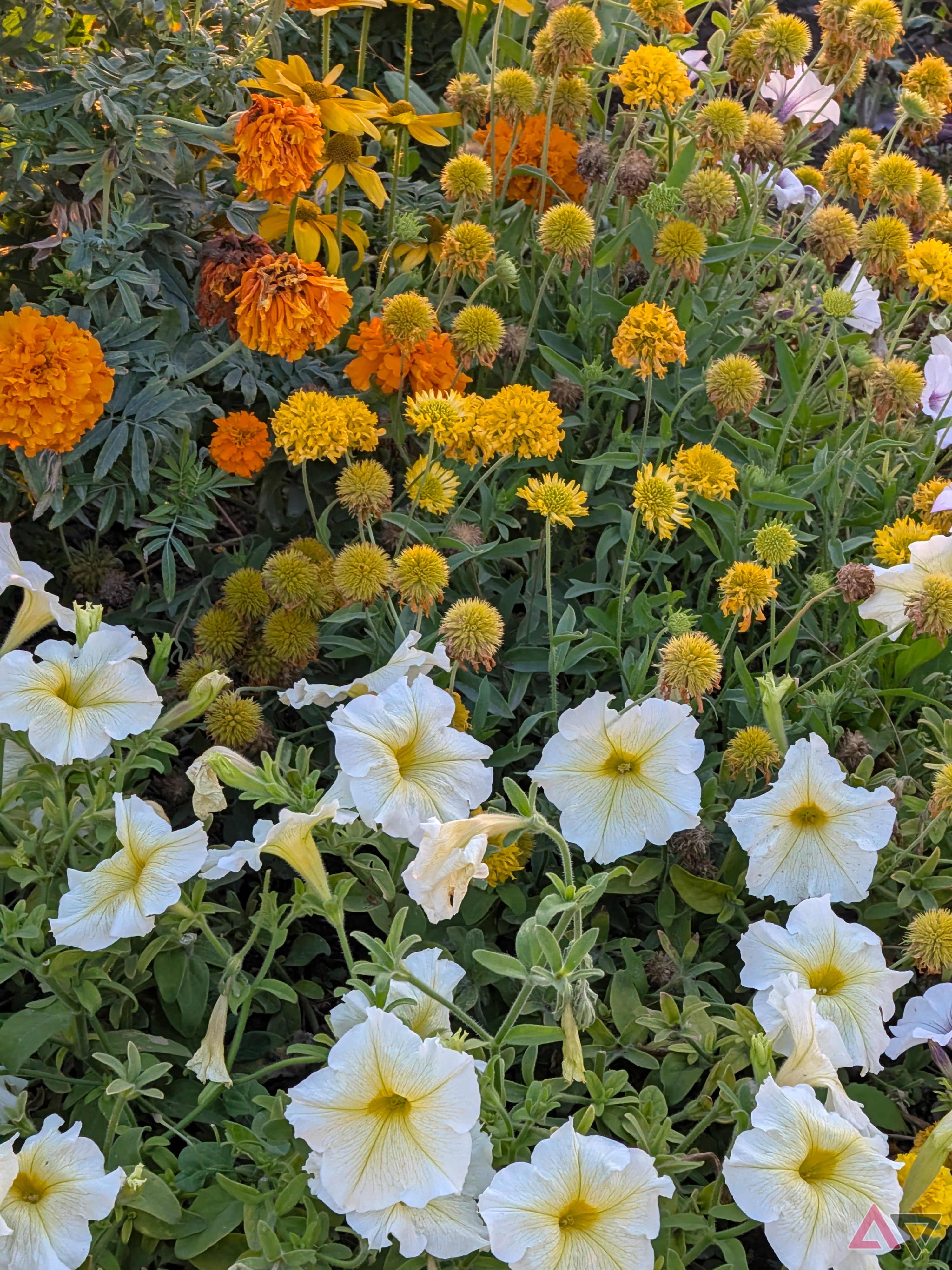 camera-sample-pixel-11-pro-xl-flowers-vanilla