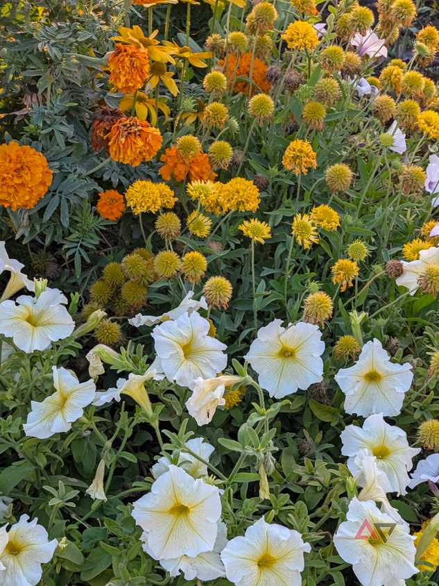 camera-sample-pixel-11-pro-xl-flowers-vanilla