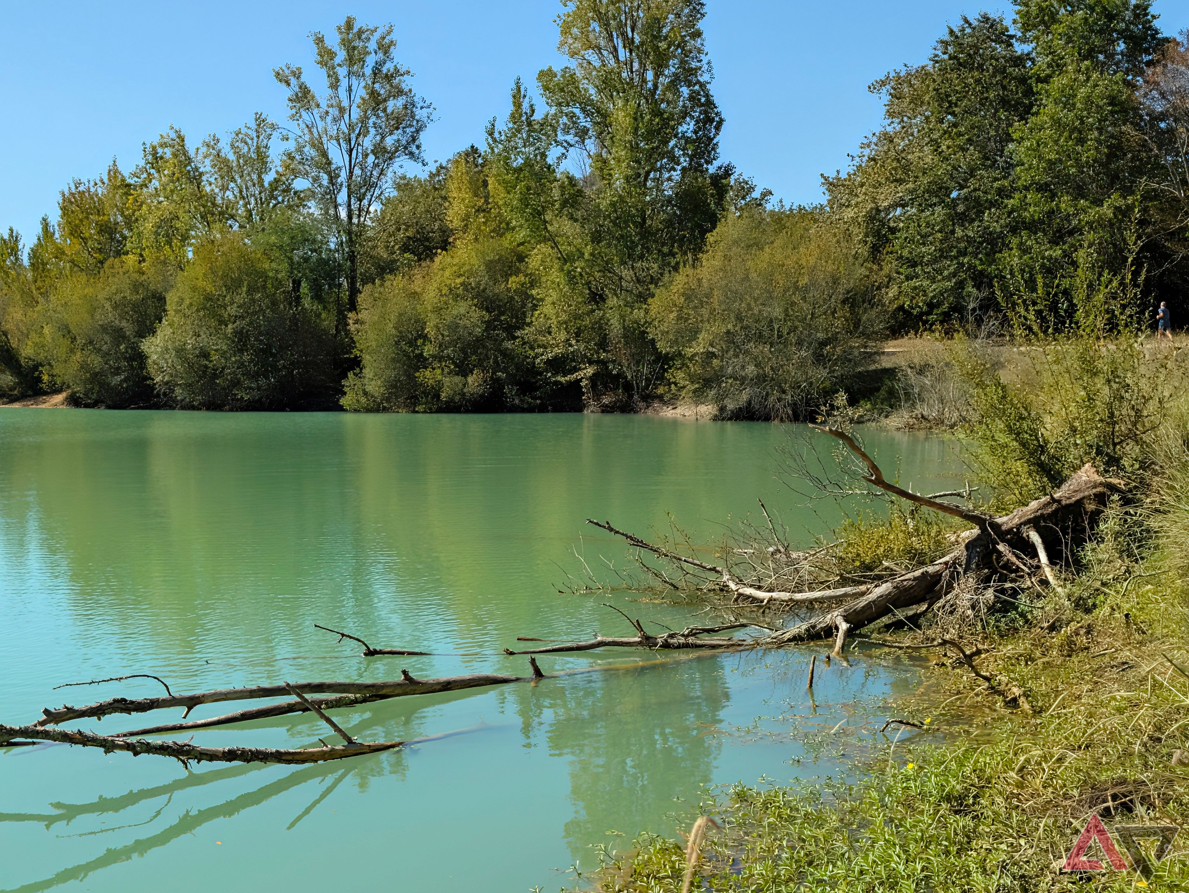 camera-sample-pixel-11-pro-xl-lake-tree-vanilla
