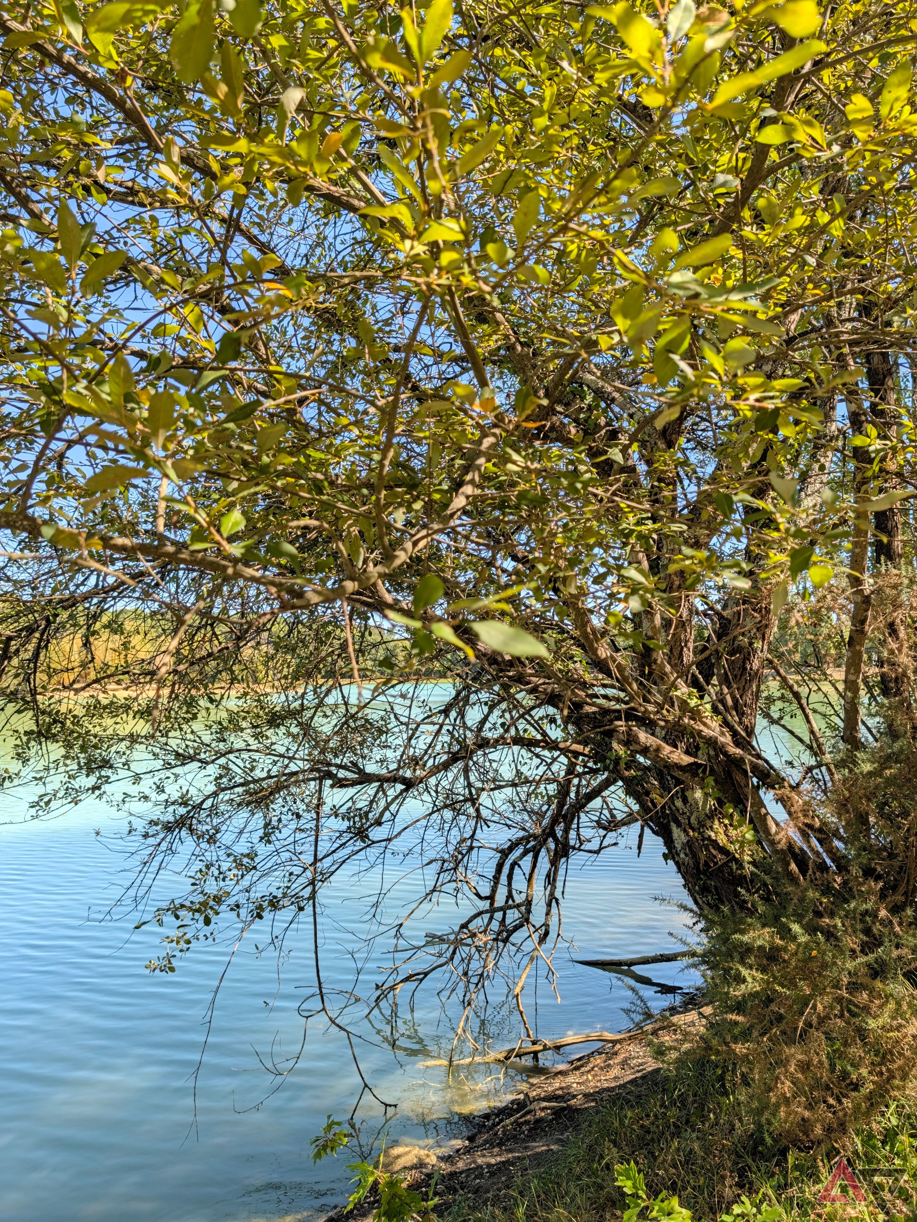 camera-sample-pixel-11-pro-xl-tree-vanilla