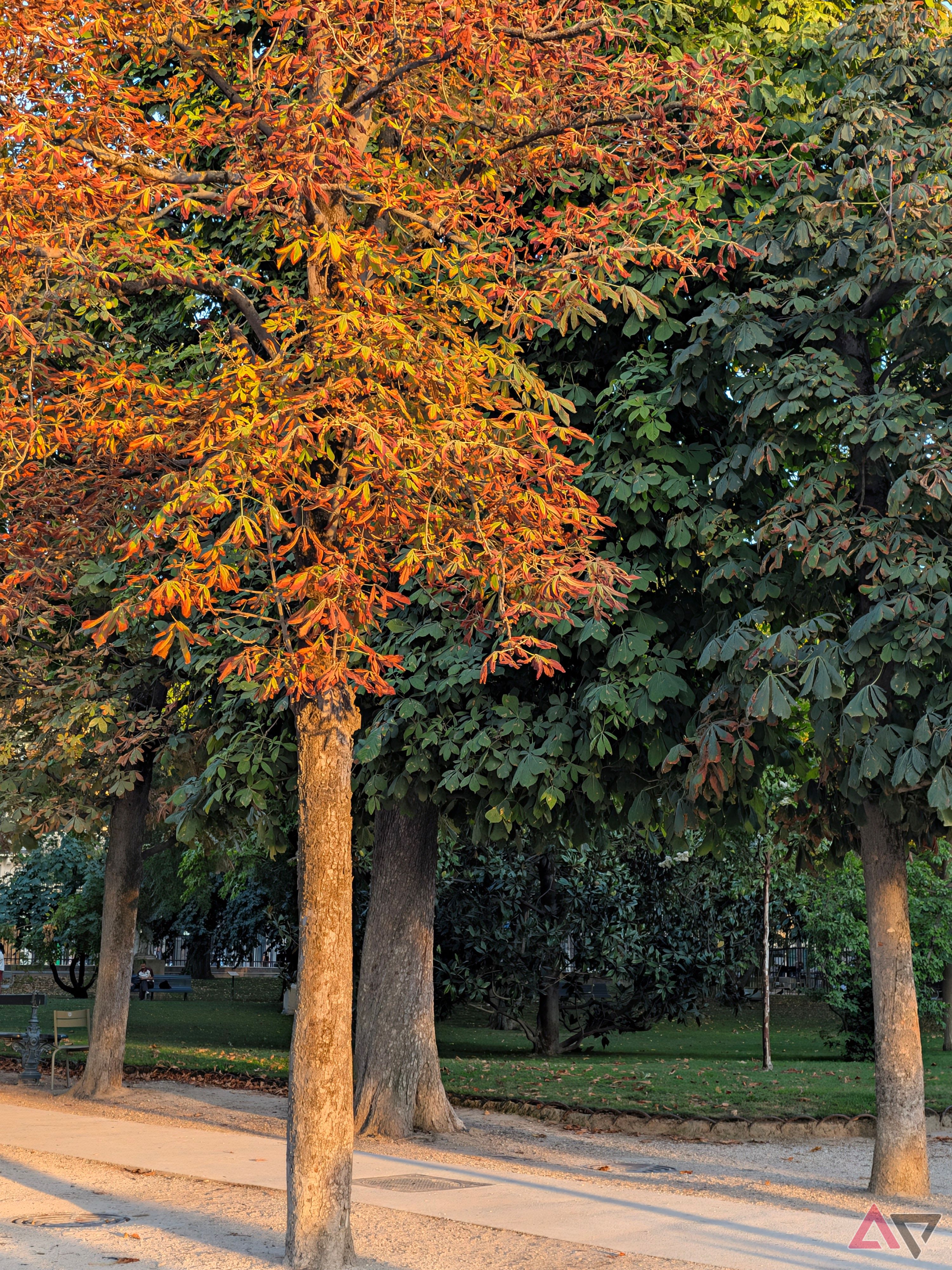 camera-sample-pixel-11-pro-xl-trees-vanilla