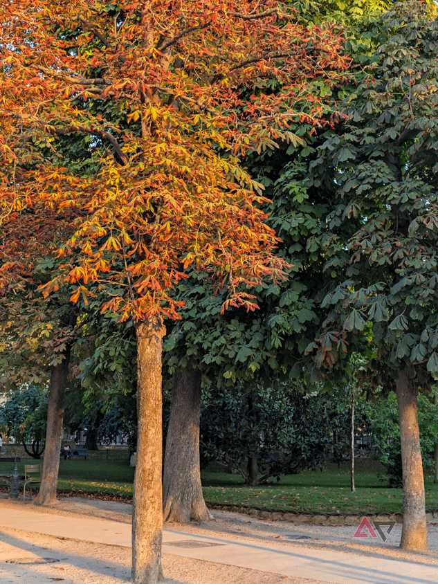 camera-sample-pixel-11-pro-xl-trees-vanilla
